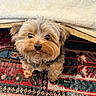 Echo joined the competition — help win amazing prizes! dog, puppy, small_dog, shaggy, fluffy, brown_fur, tan_fur, tongue, face, eyes, nose, portrait, sitting, indoors, rug, patterned_rug, blanket, cozy, pet, cute