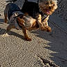 Echo joined the competition — help win amazing prizes! dog, dogs, yorkshire_terrier, small_dog, snow, snowy, outdoor, winter, walking, standing, harness, leash, fur, long_hair, tan_and_black, animal, pet, canine, sunlight, funny