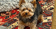 Echo is registered to the contest to win money with this photo: dog, yorkshire_terrier, small_dog, puppy, fluffy, long_hair, standing, indoors, living_room, patterned_rug, carpet, cushion, sofa, furniture, pet, animal, portrait, brown_and_black, pointed_ears, cute