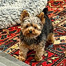 dog, yorkshire_terrier, small_dog, puppy, fluffy, long_hair, standing, indoors, living_room, patterned_rug, carpet, cushion, sofa, furniture, pet, animal, portrait, brown_and_black, pointed_ears, cute
