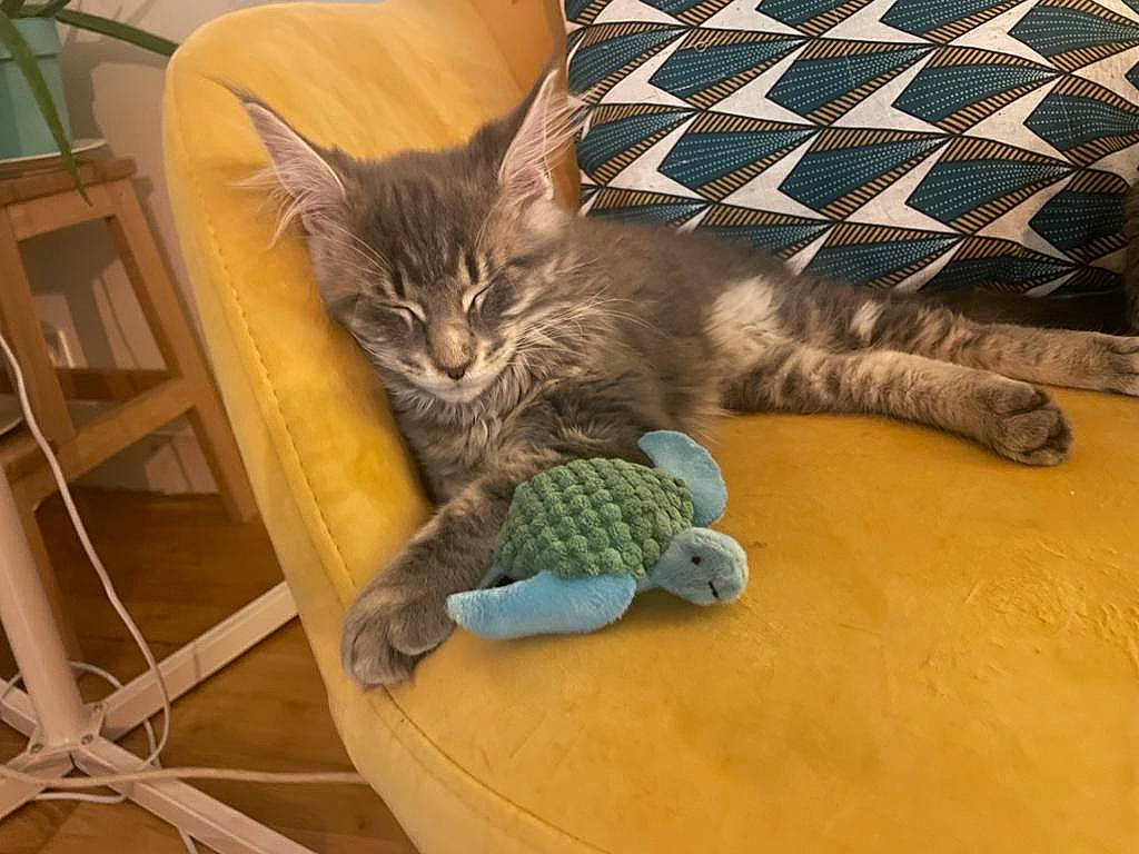 Ully a rejoint le concours — aidez-le/la à gagner de superbes lots ! carnivore, cat, claw, comfort, domestic_short_haired_cat, felidae, flooring, fur, hardwood, paw, small_to_medium_sized_cats, tail, terrestrial_animal, vertebrate, whiskers, wood