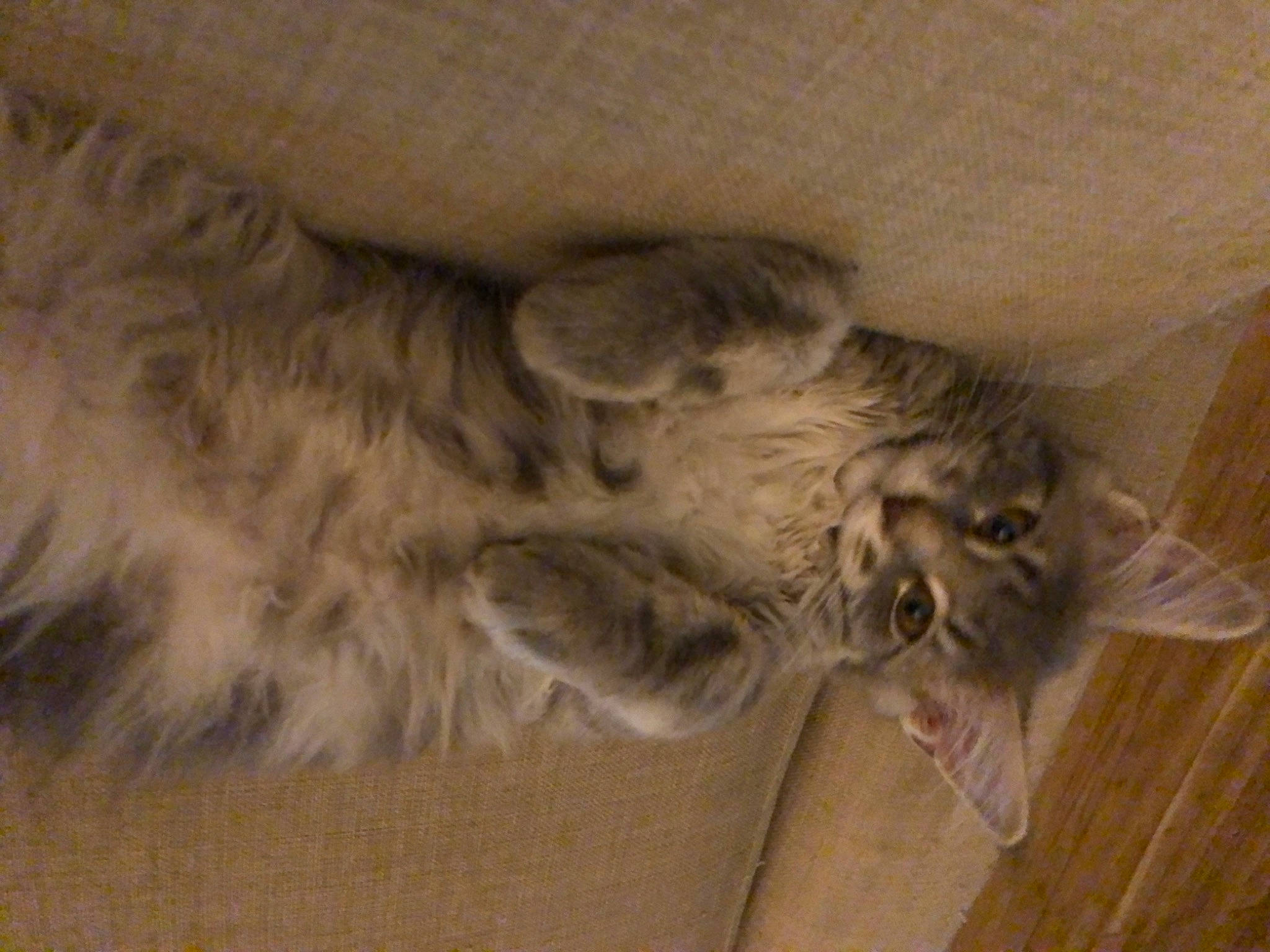 Ully a rejoint le concours — aidez-le/la à gagner de superbes lots ! carnivore, cat, claw, comfort, domestic_short_haired_cat, fawn, felidae, flooring, fur, grey, hardwood, laminate_flooring, paw, small_to_medium_sized_cats, snout, tail, whiskers, wood, wood_flooring, wood_stain