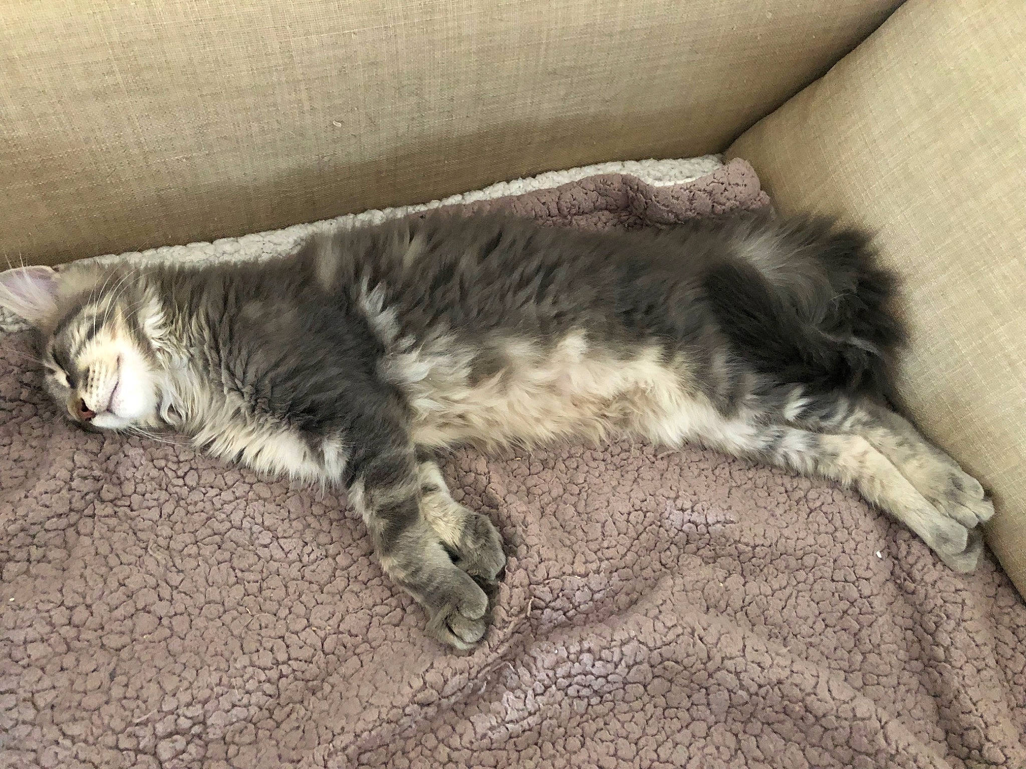 Ully participe au concours pour gagner de l'argent avec cette photo : canidae, carnivore, cat, claw, comfort, dog_breed, domestic_short_haired_cat, felidae, flooring, fur, grey, hardwood, human_leg, nap, paw, small_to_medium_sized_cats, tail, terrestrial_animal, whiskers, wood