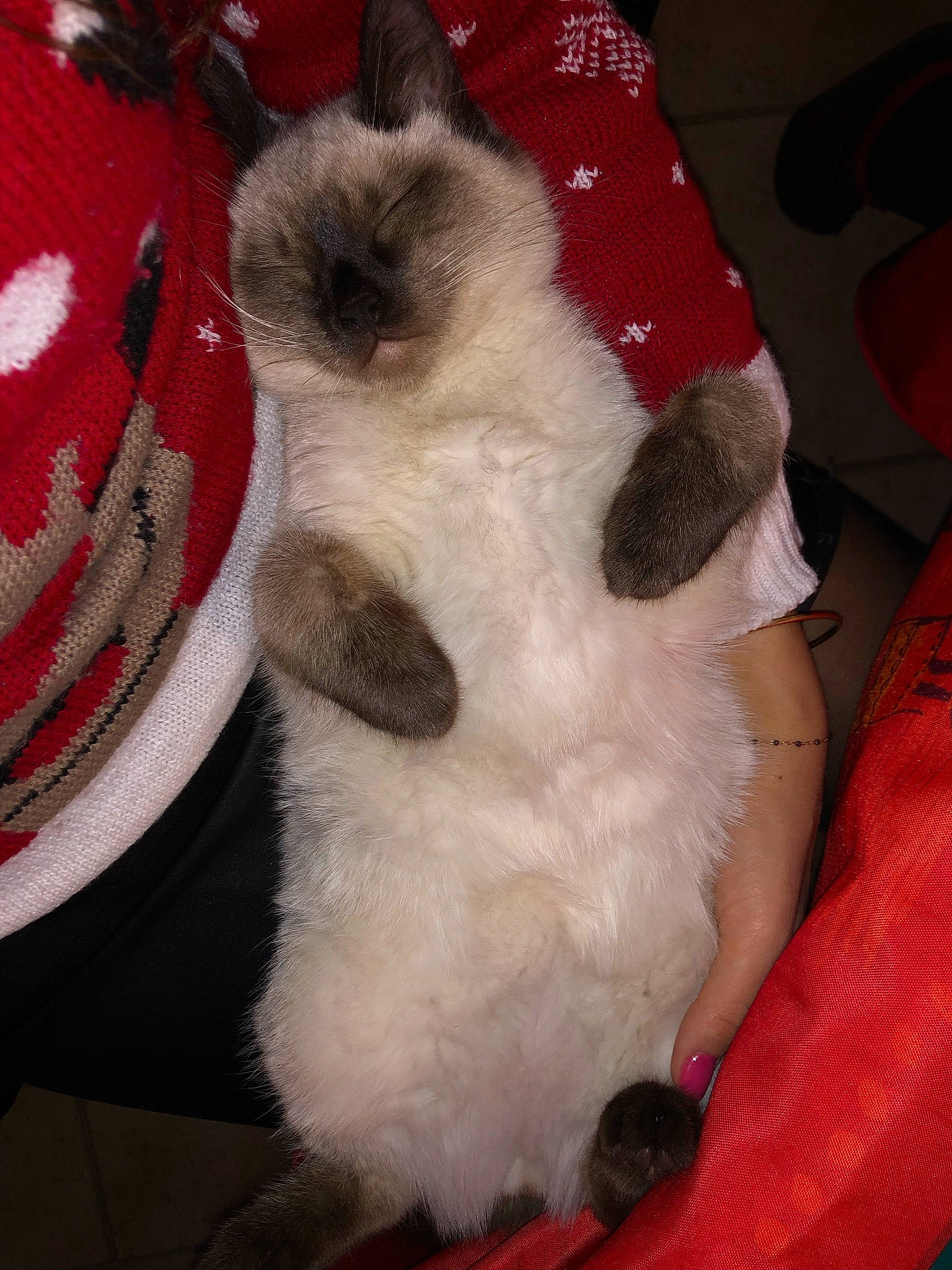 Spritz a rejoint le concours — aidez-le/la à gagner de superbes lots ! canidae, carmine, carnivore, cat, comfort, companion_dog, costume_hat, dog_breed, fawn, felidae, foot, fur, fur_clothing, pattern, paw, small_to_medium_sized_cats, snout, tail, whiskers, wool