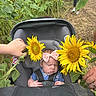 baby, stroller, sunflower, flower, headband, sleeping, infant, outdoor, nature, field, plant, greenery, person, hand, walking, path, summer, child, cute, flora