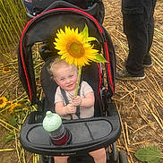 Christopher is registered to the contest to win money with this photo: toddler, child, stroller, sunflower, flower, outdoor, field, plants, nature, person, happy, smile, babytrend, clothing, footwear, ground, people, hand, seat, bottle