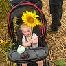 toddler, child, stroller, sunflower, flower, outdoor, field, plants, nature, person, happy, smile, babytrend, clothing, footwear, ground, people, hand, seat, bottle
