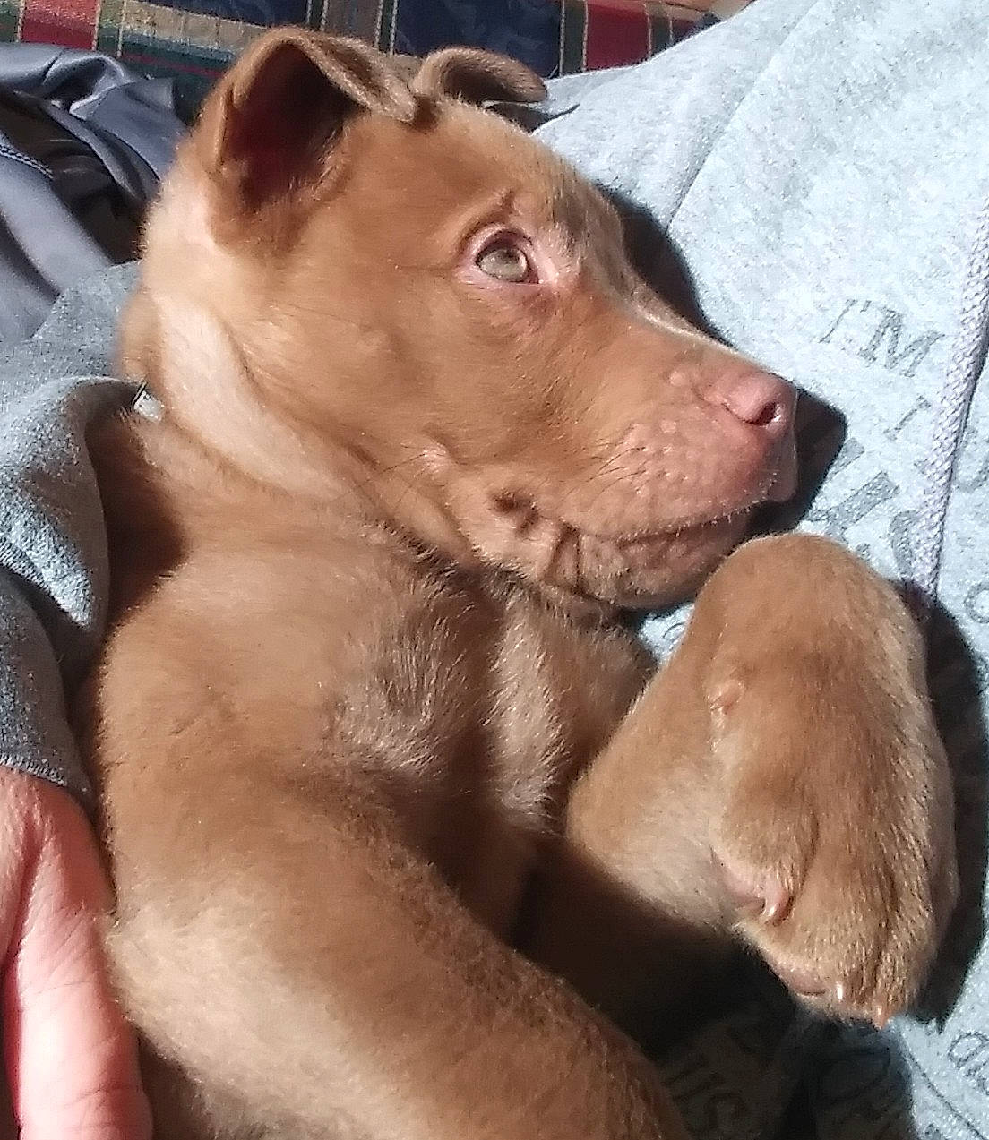 Tucker joined the competition — help win amazing prizes! canidae, carnivore, collar, companion_dog, dog, dog_breed, ear, fang, fawn, fur, guard_dog, jaw, liver, non_sporting_group, snout, sporting_group, terrestrial_animal, whiskers, working_animal, wrinkle