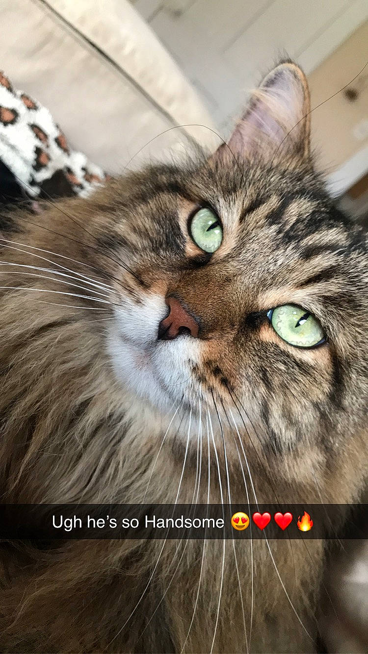 Milo is registered to the contest to win money with this photo: carnivore, cat, domestic_short_haired_cat, felidae, fur, maine_coon, photo_caption, small_to_medium_sized_cats, snout, terrestrial_animal, whiskers, wildlife