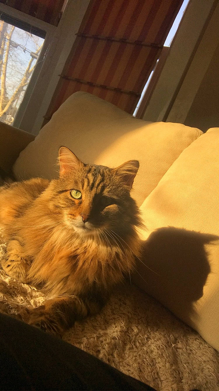 Milo joined the competition — help win amazing prizes! box, cardboard, carnivore, cat, comfort, domestic_short_haired_cat, fawn, felidae, flooring, fur, hardwood, maine_coon, room, sitting, small_to_medium_sized_cats, snout, tail, whiskers, window, wood