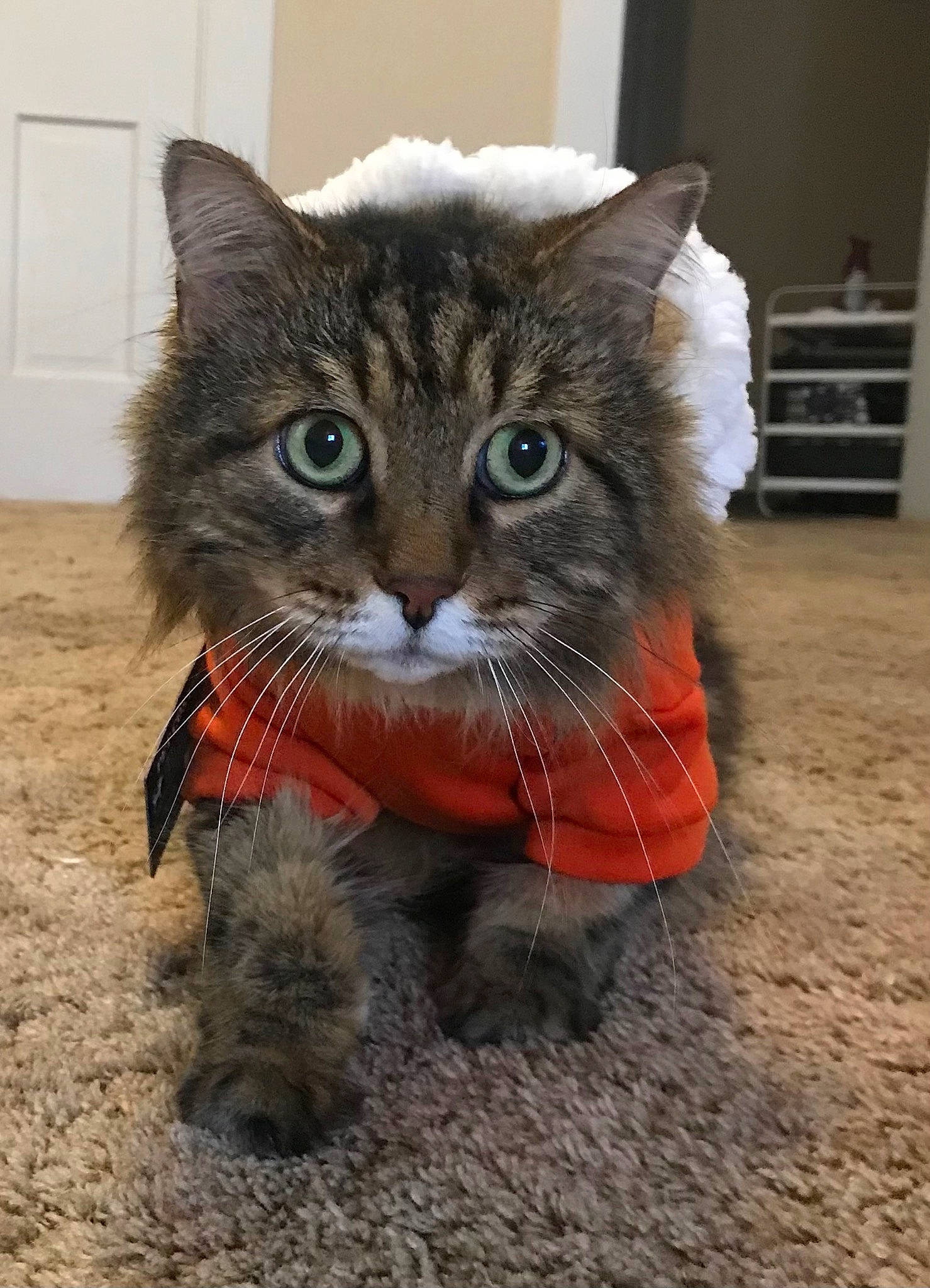 Milo joined the competition — help win amazing prizes! carnivore, cat, cat_toy, claw, domestic_short_haired_cat, eye, fawn, felidae, fur, paw, photo_caption, sitting, small_to_medium_sized_cats, snout, tail, terrestrial_animal, whiskers, window