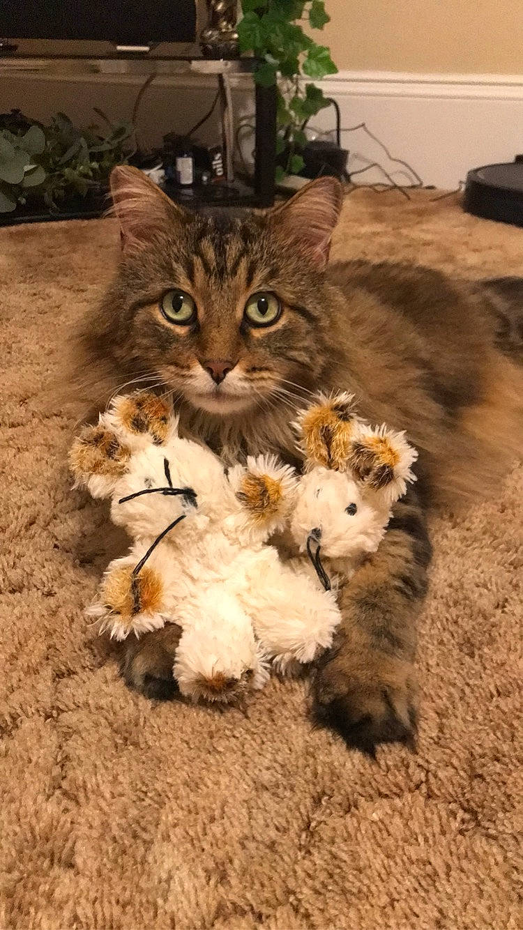 Milo is registered to the contest to win money with this photo: carnivore, cat, companion_dog, domestic_short_haired_cat, fawn, felidae, flooring, flowerpot, fur, grass, houseplant, mammal, plant, small_to_medium_sized_cats, snout, tail, terrestrial_animal, toy_dog, whiskers, wood