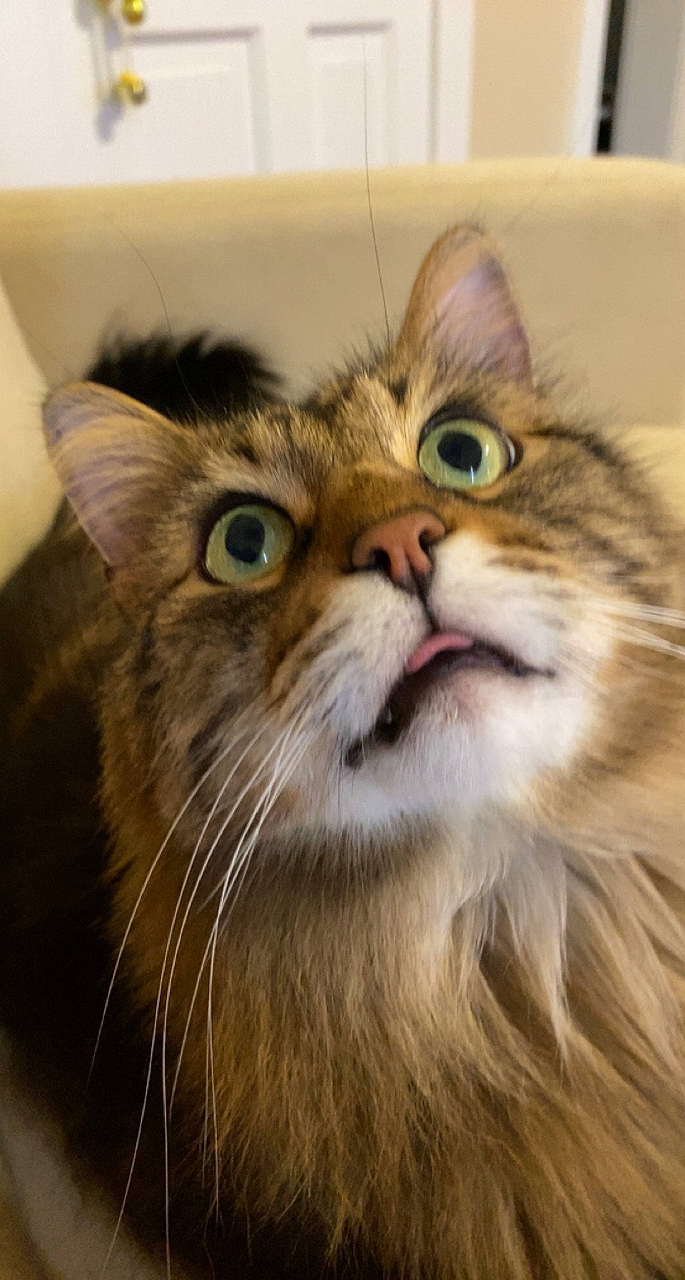 Milo is registered to the contest to win money with this photo: carnivore, cat, domestic_short_haired_cat, ear, eye, fawn, felidae, fur, head, maine_coon, small_to_medium_sized_cats, snout, terrestrial_animal, whiskers