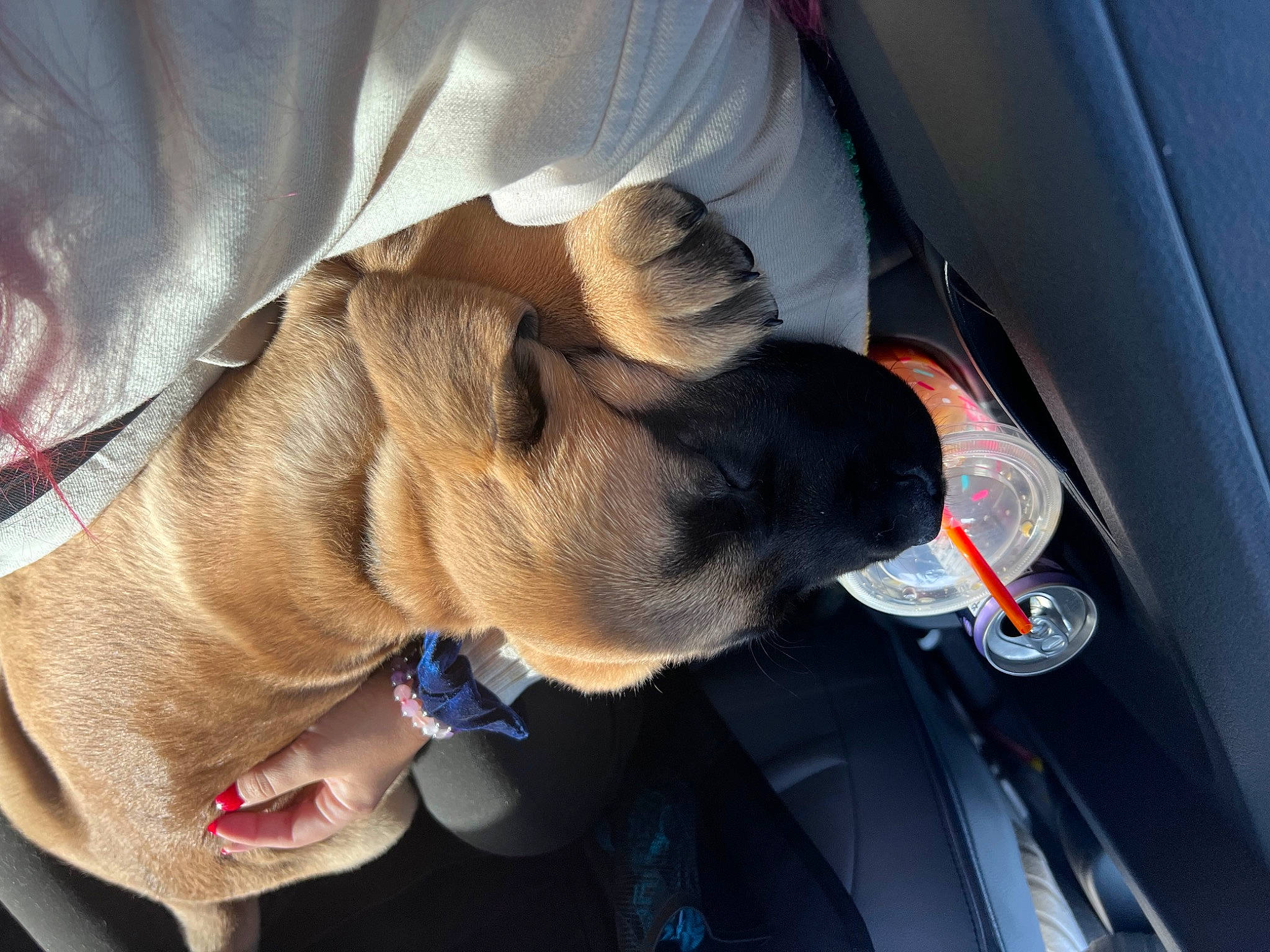 Maui is registered to the contest to win money with this photo: auto_part, automotive_exterior, car, carnivore, comfort, companion_dog, dog, dog_breed, electric_blue, family_car, fawn, finger, gas, gesture, hand, jaw, sporting_group, vehicle, vehicle_door, windshield