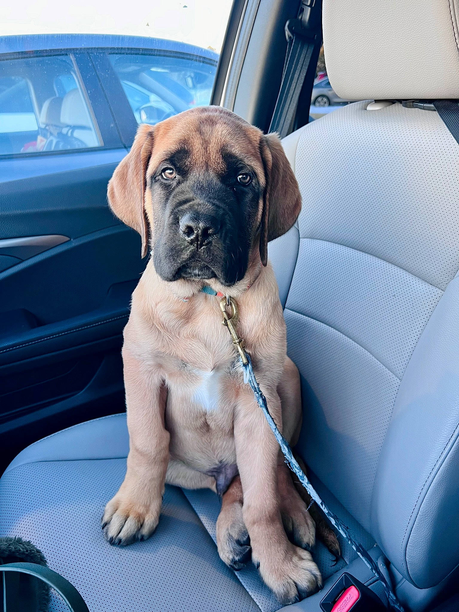 Maui joined the competition — help win amazing prizes! boxer, canidae, car, carnivore, collar, companion_dog, dog, dog_breed, dog_collar, fawn, hood, liver, motor_vehicle, snout, sporting_group, vehicle, vehicle_door, window, working_animal, wrinkle