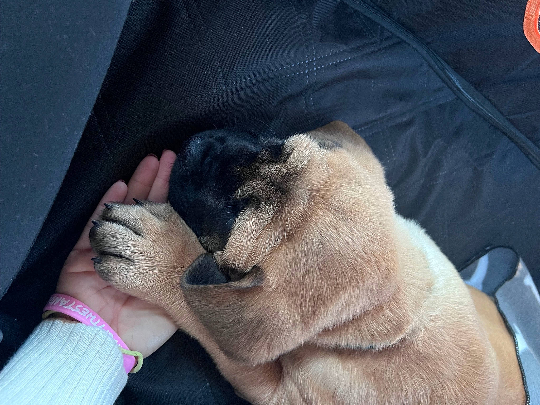 Maui joined the competition — help win amazing prizes! canidae, carnivore, comfort, companion_dog, dog, dog_breed, fawn, felidae, finger, foot, gesture, human_leg, nail, paw, small_to_medium_sized_cats, snout, sporting_group, toe, whiskers, wrinkle