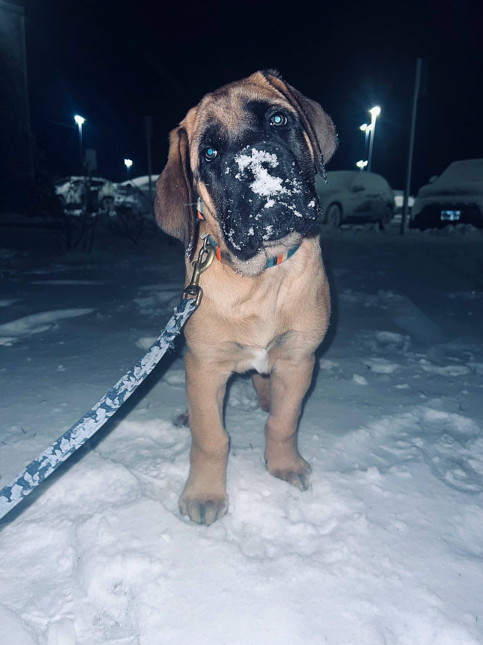 Maui joined the competition — help win amazing prizes! canidae, carnivore, collar, darkness, dog, dog_breed, dog_clothes, dog_collar, dog_supply, electric_blue, event, fawn, flash_photography, freezing, snout, snow, sporting_group, street_light, winter, working_animal