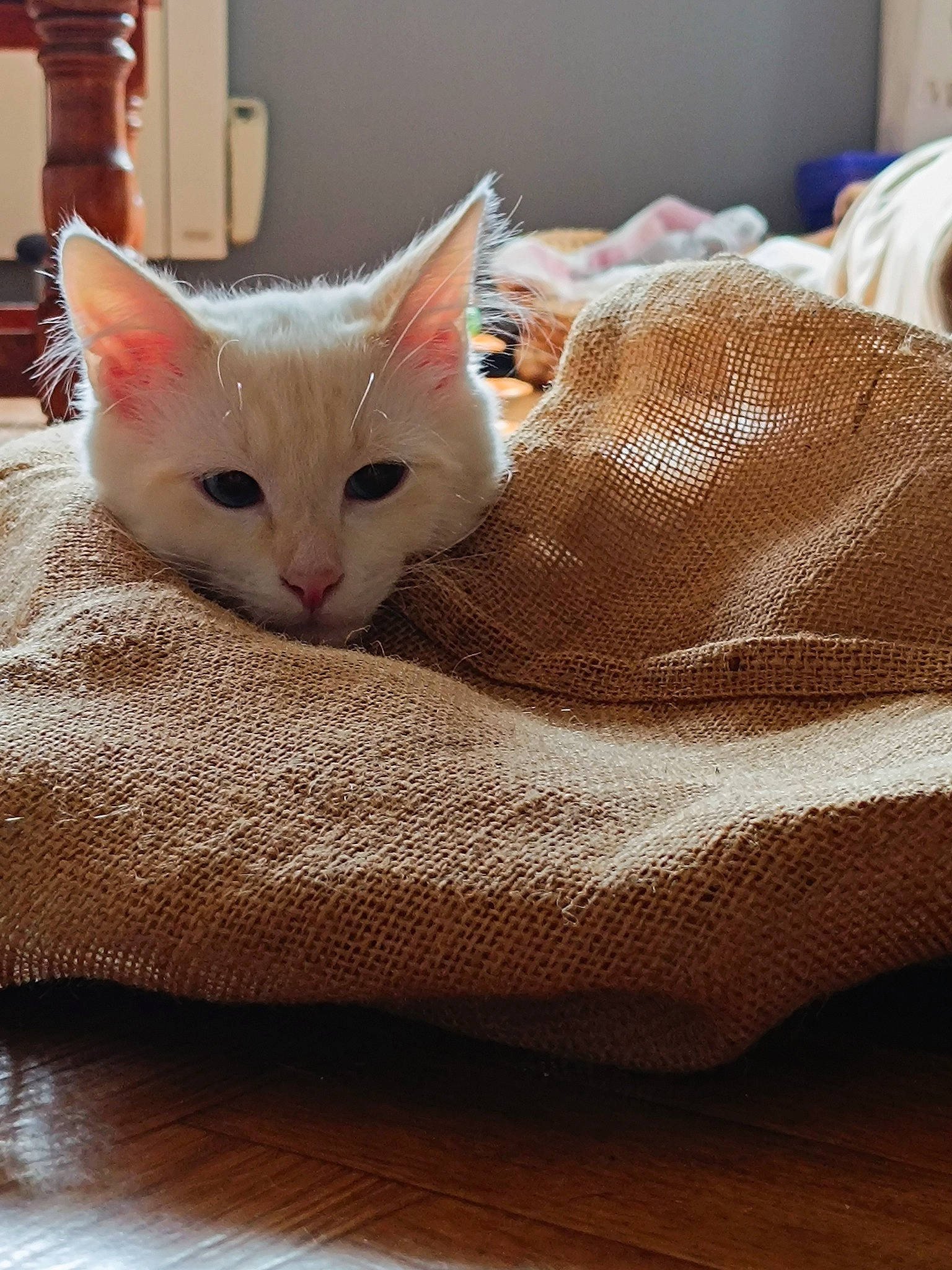 Bounty participe au concours pour gagner de l'argent avec cette photo : bed, bedding, carnivore, cat, cat_supply, claw, comfort, domestic_short_haired_cat, fawn, felidae, fur, hardwood, linens, paw, room, small_to_medium_sized_cats, snout, tail, whiskers, wood