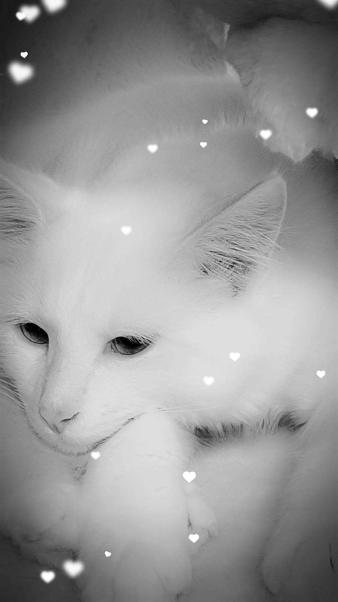 Bounty participe au concours pour gagner de l'argent avec cette photo : art, carnivore, cat, darkness, felidae, flash_photography, fur, macro_photography, monochrome, monochrome_photography, pattern, sky, small_to_medium_sized_cats, snout, still_life_photography, twig, whiskers