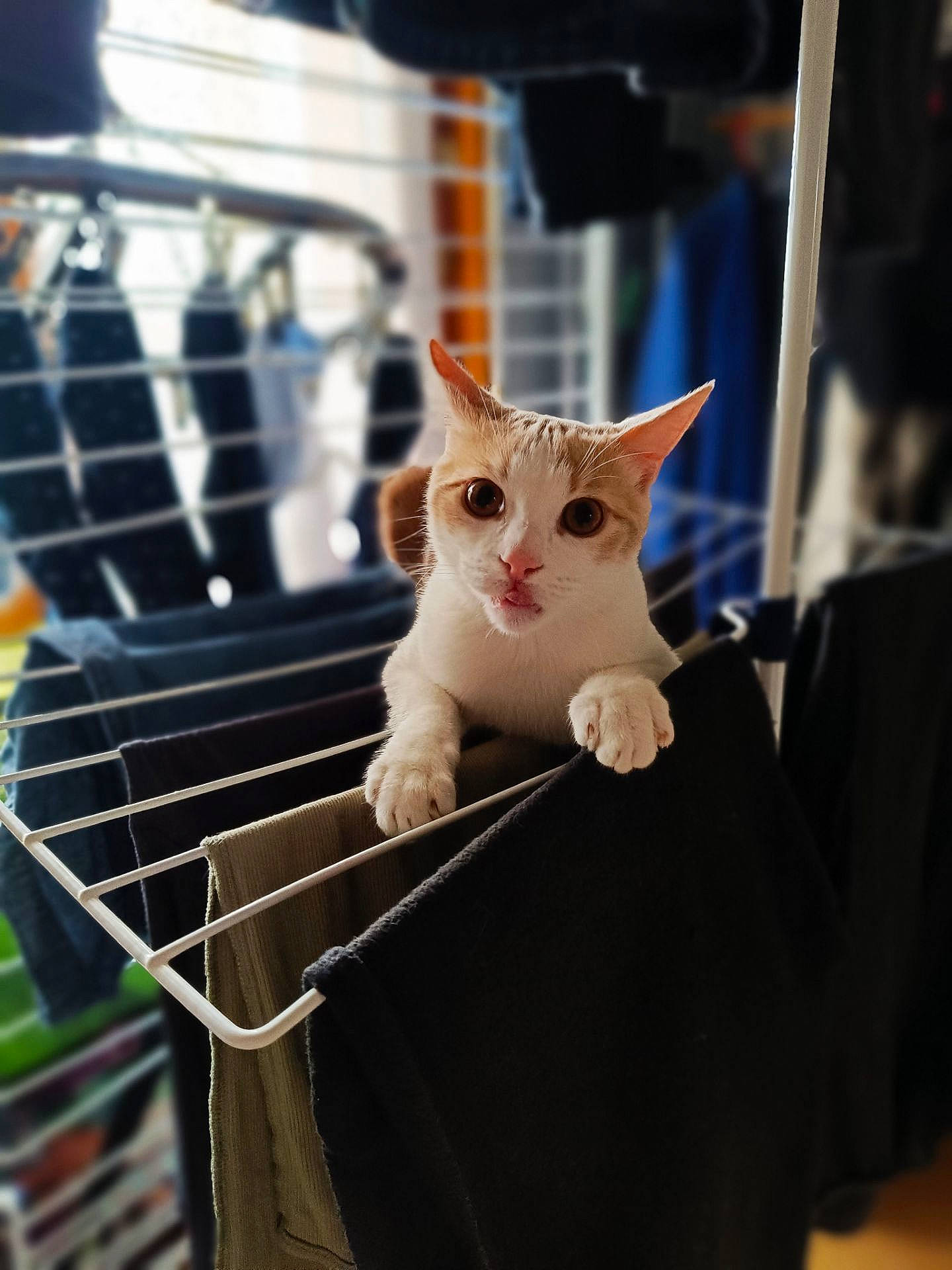 Nougat participe au concours pour gagner de l'argent avec cette photo : carnivore, cat, collar, domestic_short_haired_cat, fawn, felidae, fur, mammal, pet_supply, sitting, small_to_medium_sized_cats, snout, tail, whiskers, wood