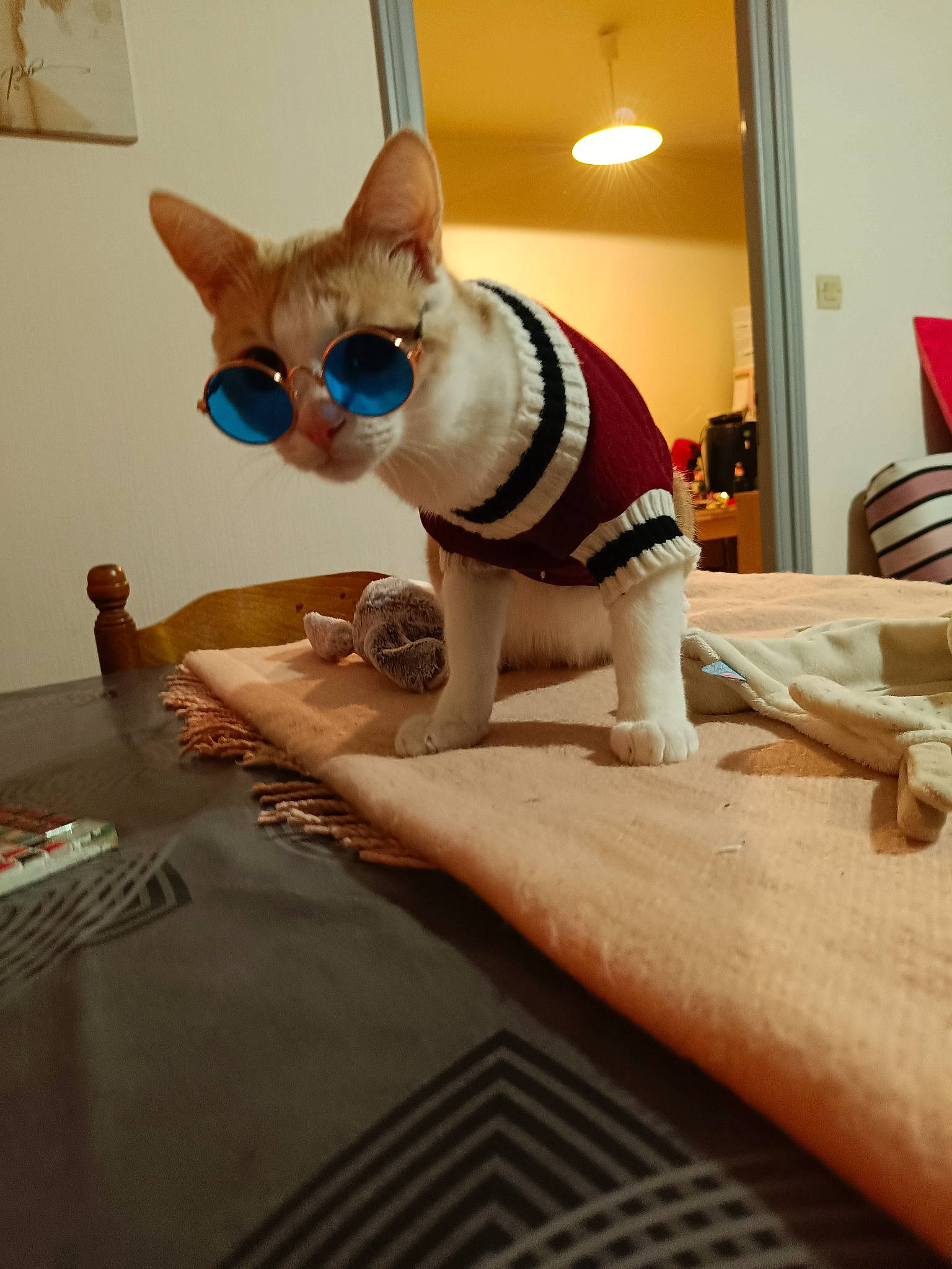 Nougat participe au concours pour gagner de l'argent avec cette photo : art, canidae, carnivore, cat, comfort, companion_dog, eyewear, fawn, felidae, fur, glasses, pet_supply, small_to_medium_sized_cats, snout, stuffed_toy, tail, toy, whiskers, wood, working_animal