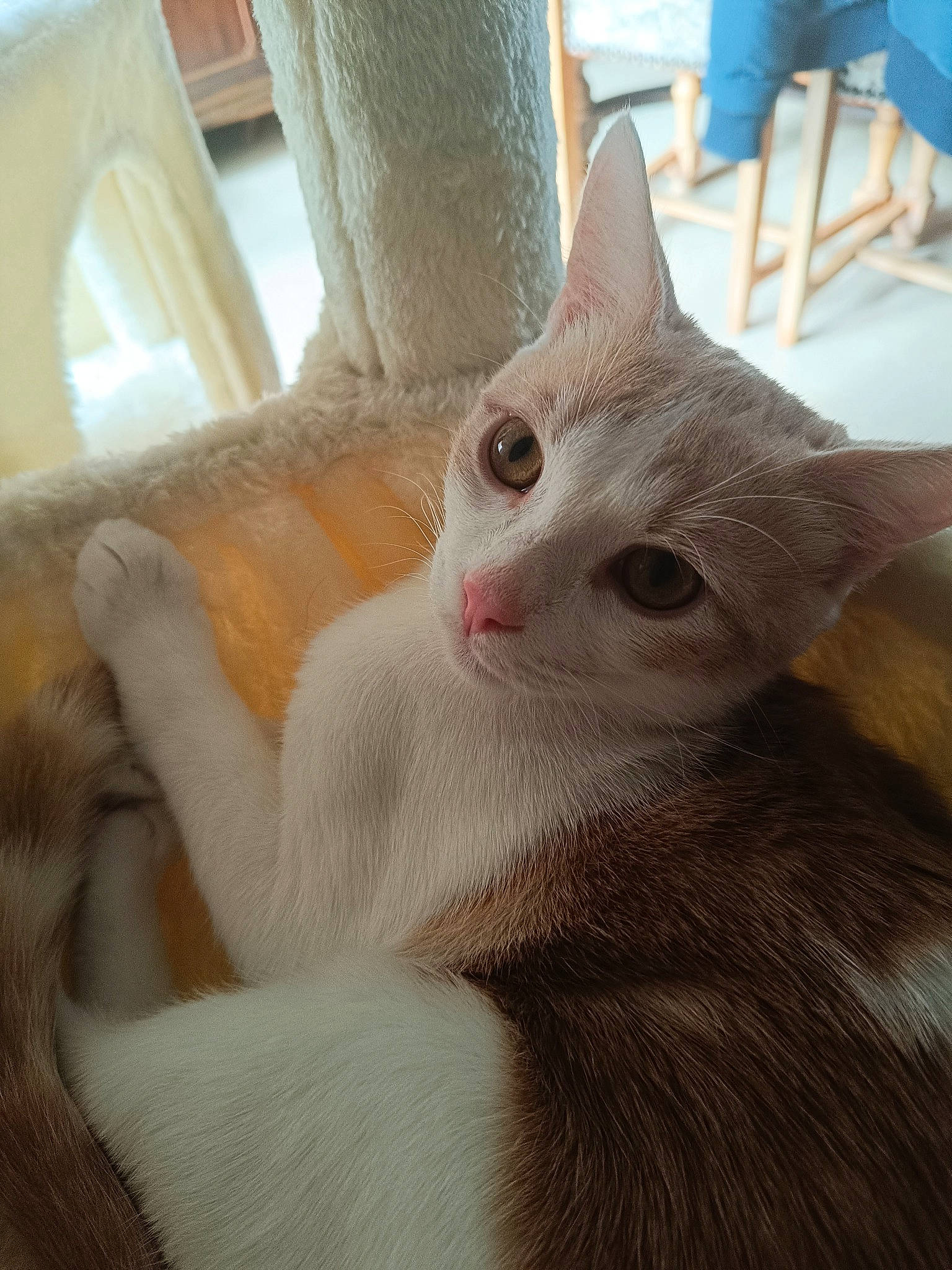 Nougat a rejoint le concours — aidez-le/la à gagner de superbes lots ! carnivore, cat, chair, claw, comfort, domestic_short_haired_cat, ear, eye, fawn, felidae, fur, head, paw, small_to_medium_sized_cats, snout, tail, whiskers