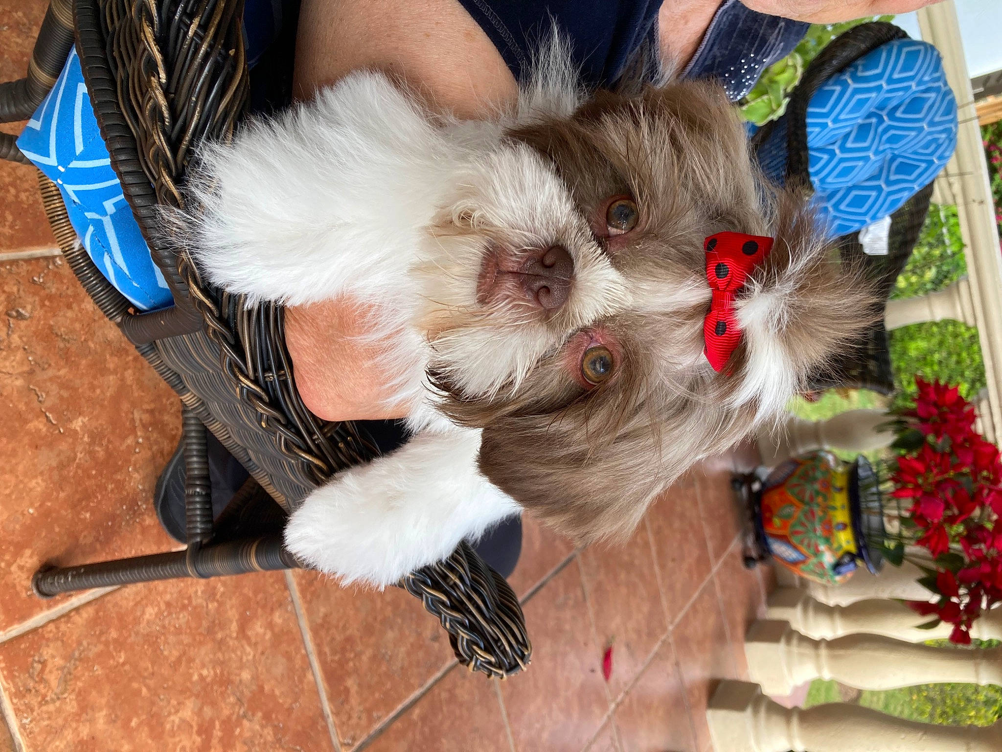 Gigi is registered to the contest to win money with this photo: carnivore, cat, claw, companion_dog, dog_breed, fashion_accessory, fawn, felidae, fur, paw, plant, small_to_medium_sized_cats, sporting_group, tail, toy_dog, tree, whiskers, wood