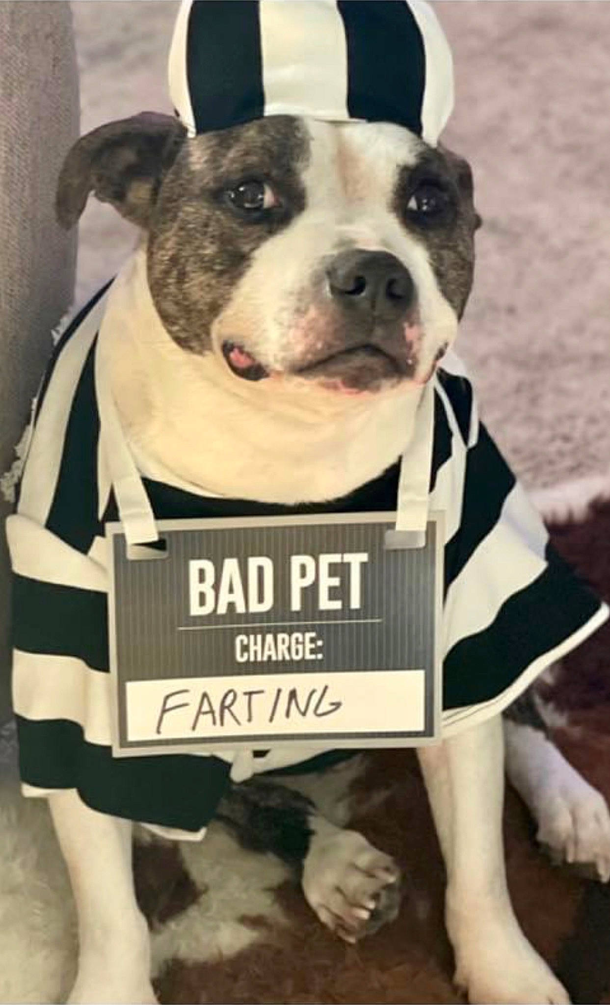 Maynard Newman joined the competition — help win amazing prizes! canidae, carnivore, companion_dog, dog, dog_breed, dog_clothes, dog_supply, fawn, non_sporting_group, pet_supply, sleeve, snout, sporting_group, terrestrial_animal, white, working_animal, working_dog