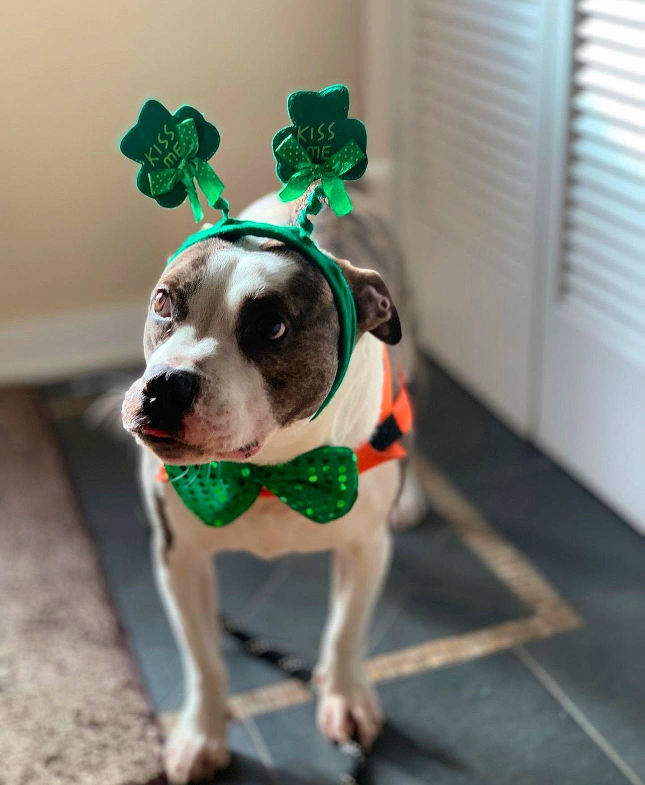 Maynard Newman joined the competition — help win amazing prizes! canidae, carnivore, collar, companion_dog, dog, dog_breed, dog_clothes, dog_collar, dog_supply, fashion_accessory, fawn, leash, personal_protective_equipment, pet_supply, plant, snout, sporting_group, vertebrate, whiskers, working_animal