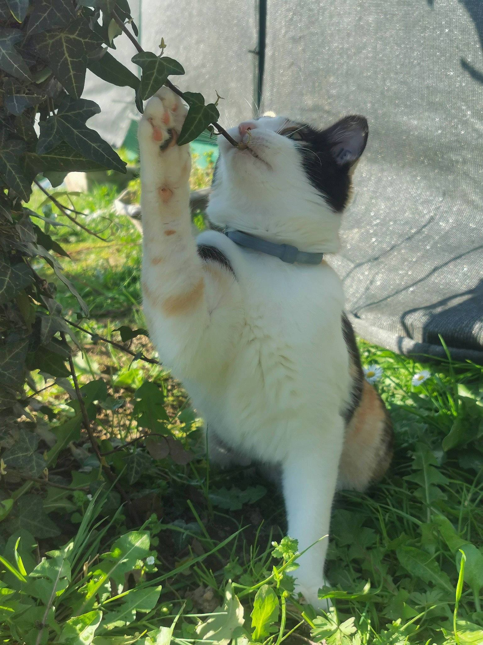 Chipie a rejoint le concours — aidez-le/la à gagner de superbes lots ! aegean_cat, carnivore, cat, domestic_short_haired_cat, felidae, grass, japanese_bobtail, plant, polydactyl_cat, small_to_medium_sized_cats, tail, whiskers