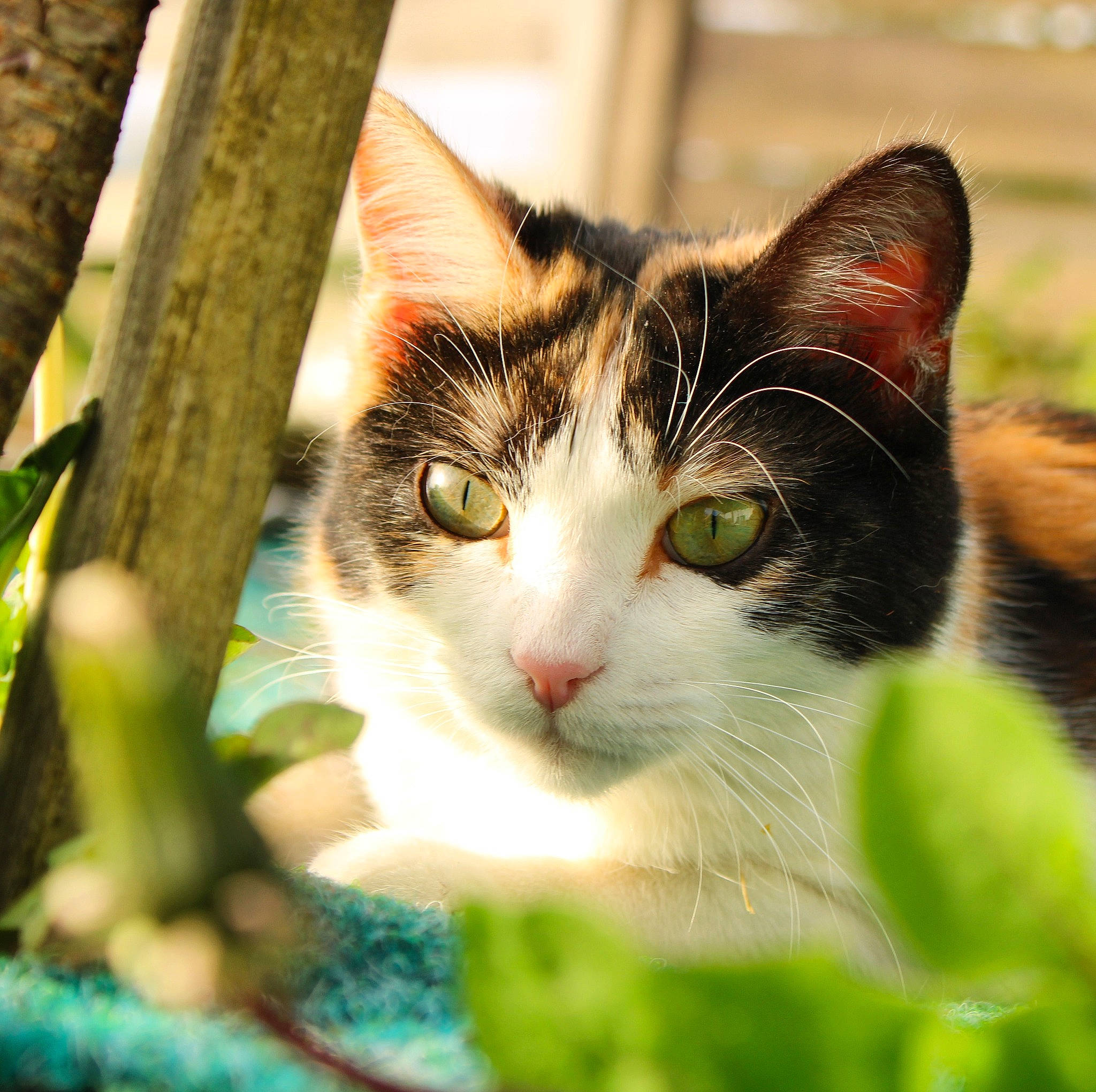 Chipie a rejoint le concours — aidez-le/la à gagner de superbes lots ! aegean_cat, american_wirehair, carnivore, cat, close_up, domestic_short_haired_cat, european_shorthair, eye, felidae, fur, grass, green, kitten, leaf, plant, small_to_medium_sized_cats, snout, tabby_cat, tree, whiskers