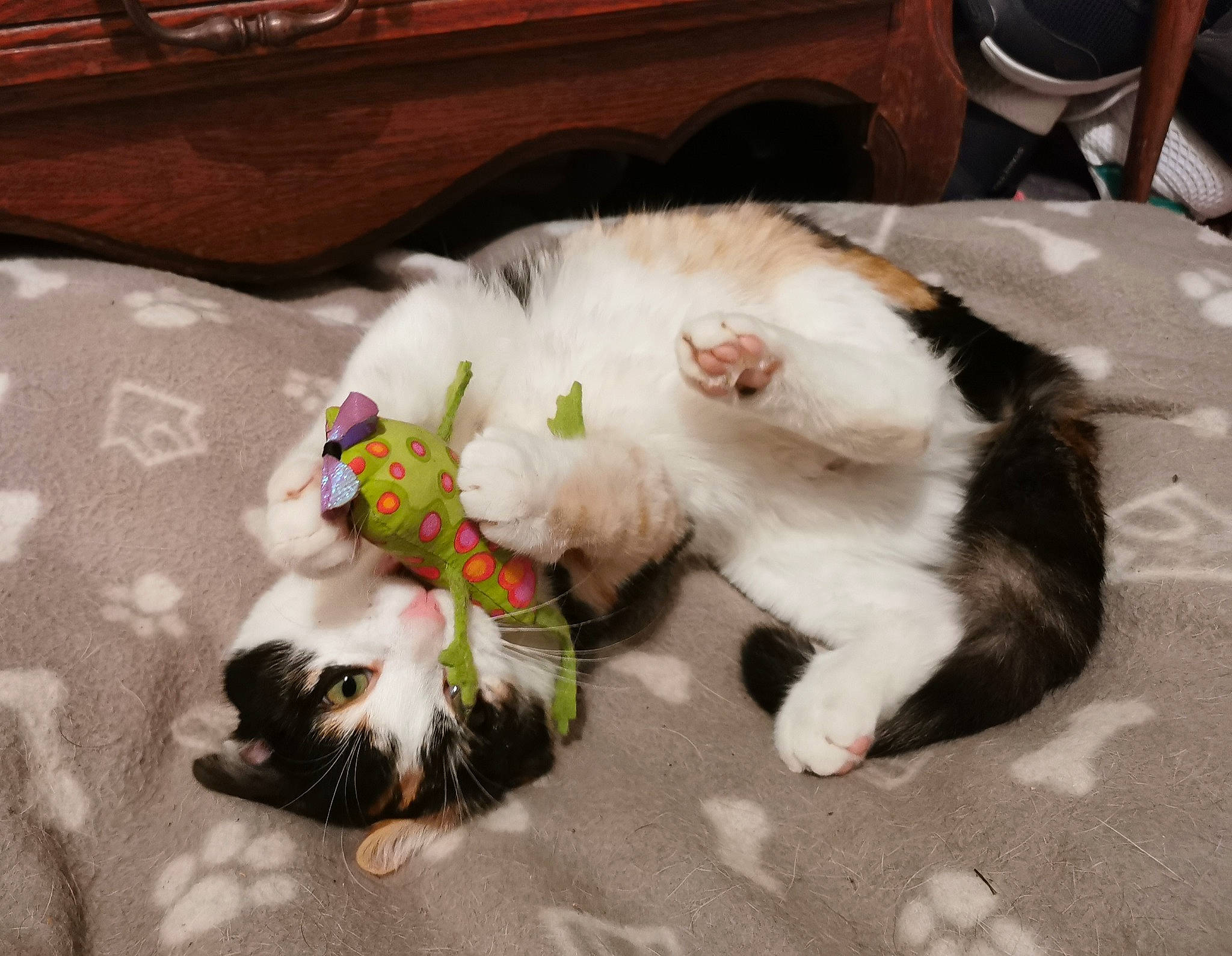 Chipie participe au concours pour gagner de l'argent avec cette photo : canidae, carnivore, cat, claw, felidae, fur, kitten, paw, small_to_medium_sized_cats, tail, whiskers