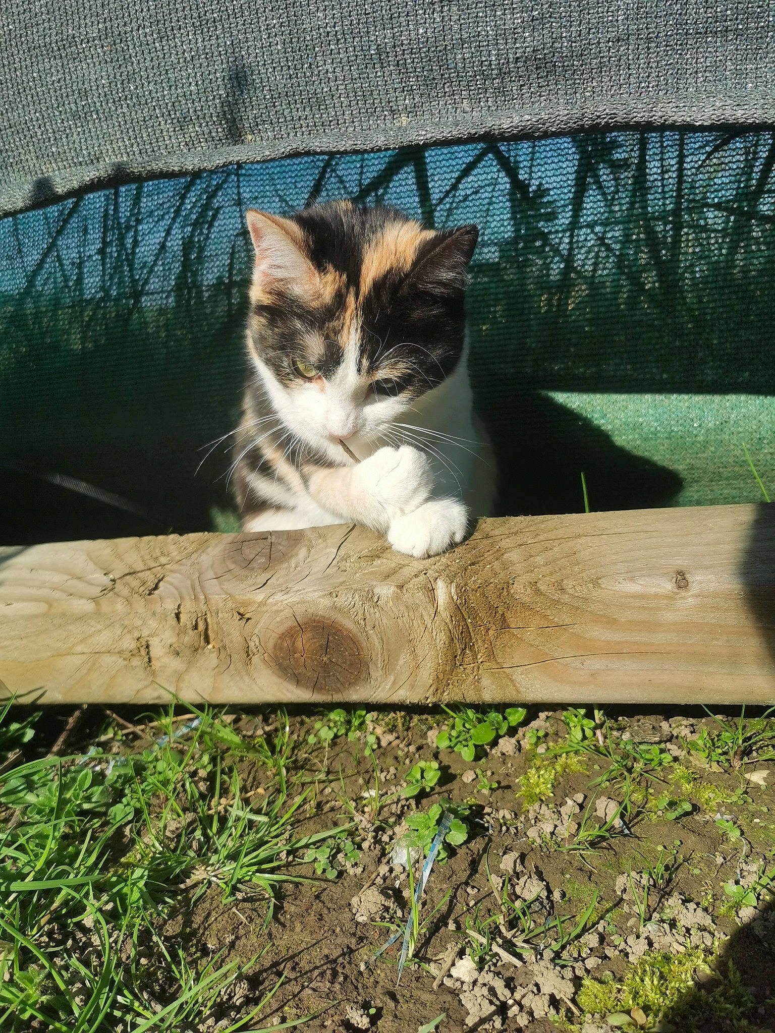 Chipie participe au concours pour gagner de l'argent avec cette photo : aegean_cat, asian, carnivore, cat, domestic_short_haired_cat, european_shorthair, fawn, felidae, fur, grass, kitten, plant, polydactyl_cat, small_to_medium_sized_cats, tabby_cat, tree, whiskers, wild_cat