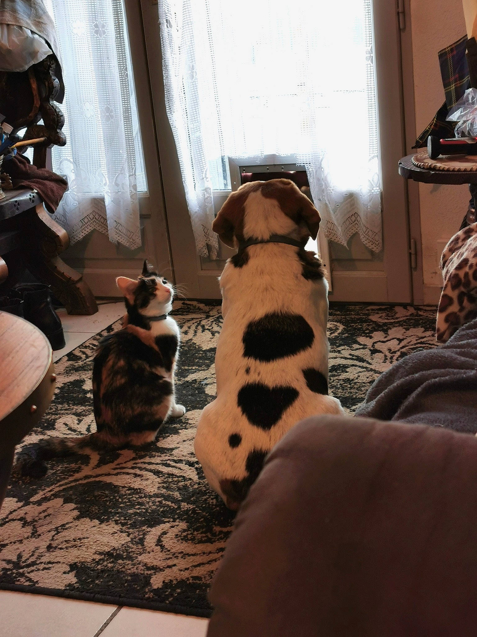 Chipie a rejoint le concours — aidez-le/la à gagner de superbes lots ! canidae, carnivore, cat, companion_dog, dalmatian, dog, fawn, floor, flooring, fur, furniture, guard_dog, interior_design, non_sporting_group, room