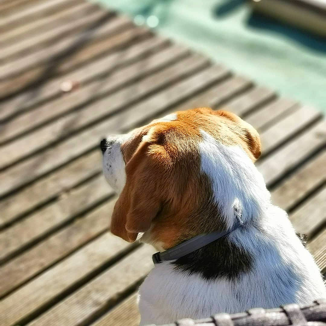Pirouette a rejoint le concours — aidez-le/la à gagner de superbes lots ! american_foxhound, beagle, canidae, carnivore, collar, companion_dog, coonhound, dog, dog_breed, ear, english_foxhound, fawn, fox_terrier, harrier, hound, leash, nose, snout, sporting_group, treeing_walker_coonhound