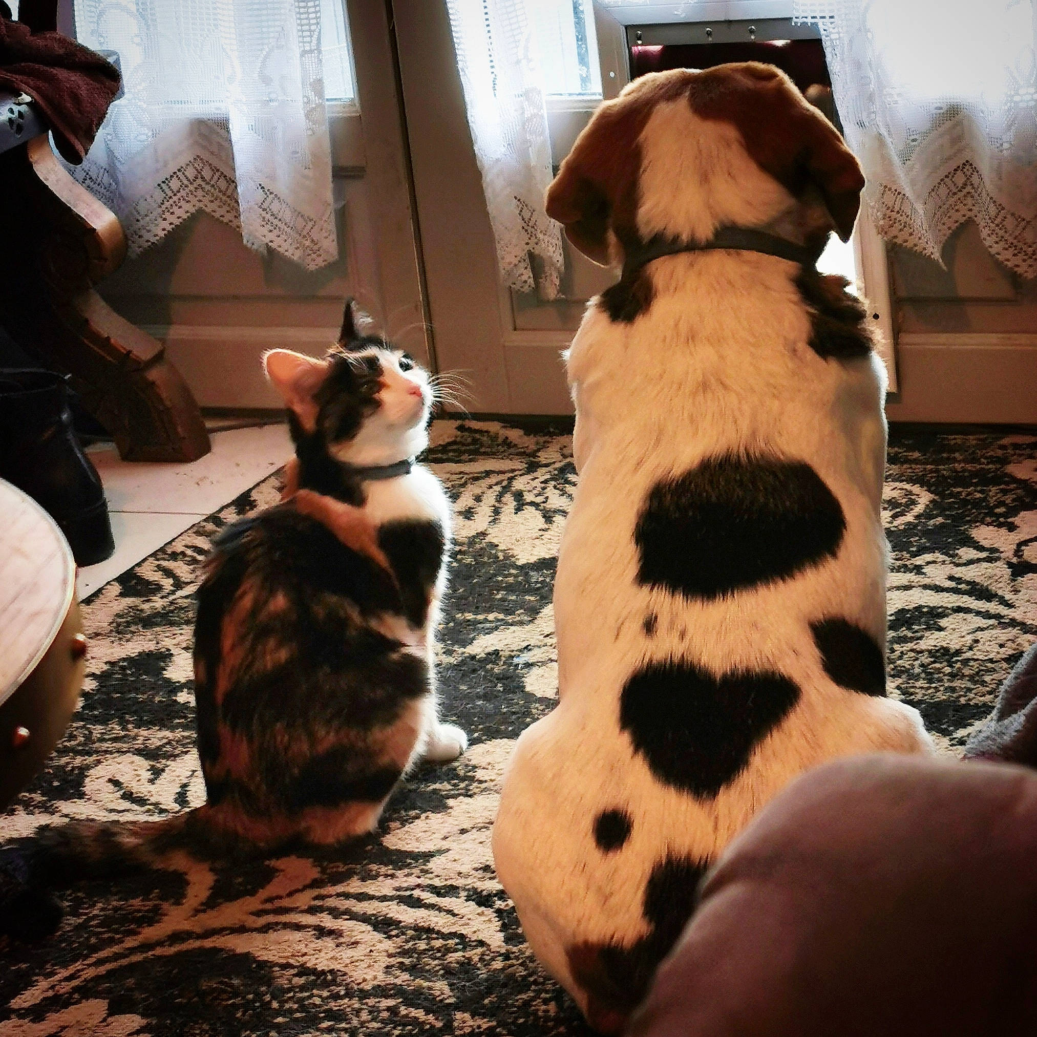 Pirouette a rejoint le concours — aidez-le/la à gagner de superbes lots ! canidae, carnivore, cat, companion_dog, dog, dog_breed, felidae, fur, paw, puppy, small_to_medium_sized_cats, sporting_group, tail, whiskers