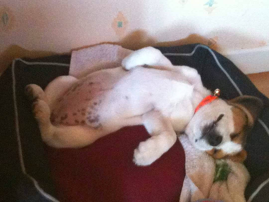 Pirouette a rejoint le concours — aidez-le/la à gagner de superbes lots ! beagle, boxer, canidae, carnivore, companion_dog, dog, dog_breed, fawn, mammal, nose, pit_bull, puppy, puppy_love, sporting_group, tail, vertebrate