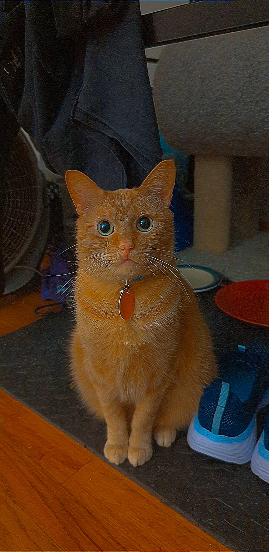 Simba joined the competition — help win amazing prizes! carnivore, cat, claw, domestic_short_haired_cat, fawn, felidae, flooring, fur, hardwood, paw, peach, pet_supply, small_to_medium_sized_cats, snout, tail, terrestrial_animal, varnish, whiskers, wood, wood_stain