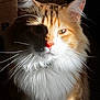 animal, cat, closeup, cute, domestic, ears, face, feline, fluffy, fur, indoor, mystery, orange, pet, portrait, shadow, sunlight, whiskers, white