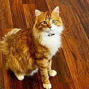 Kyo joined the competition — help win amazing prizes! attentive, cat, closeup, collar, domestic_animal, fluffy, fur, ginger_cat, green_eyes, home, indoor, looking_up, mammal, paws, pet, portrait, sitting, whiskers, white_fur, wooden_floor