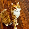 attentive, cat, closeup, collar, domestic_animal, fluffy, fur, ginger_cat, green_eyes, home, indoor, looking_up, mammal, paws, pet, portrait, sitting, whiskers, white_fur, wooden_floor