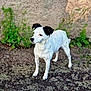 alert, animal, black_ears, curious, daylight, dog, ears, fur, greenery, ground, nature, outdoor, pet, plants, side_view, small_dog, spotted, standing, wall, white_dog