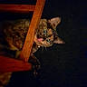 cat, tortoiseshell, wooden_chair, tongue_out, curious, pet, animal, feline, indoor, dark_background, playful, whiskers, ears, paw, close_up, looking, cute, expression, household, domestic