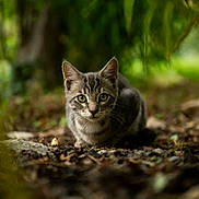 Cracotte a rejoint le concours — aidez-le/la à gagner de superbes lots ! cat, tabby_cat, animal, forest_floor, greenery, nature, outdoor, eyes, fur, crouching, focused, curious, wildlife, mammal, whiskers, pet, ground, leaves, tree, closeup