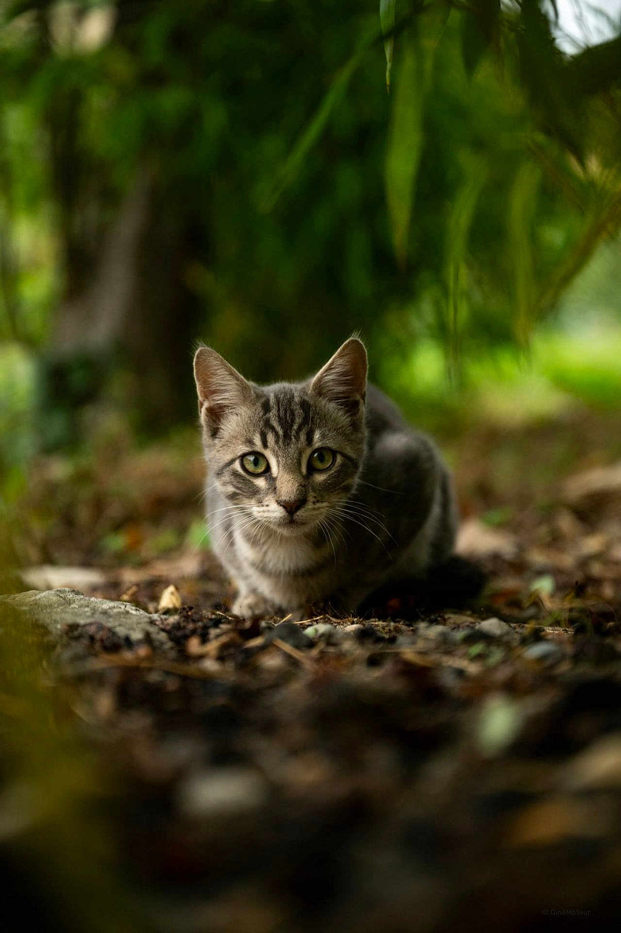 Cracotte a rejoint le concours — aidez-le/la à gagner de superbes lots ! cat, tabby_cat, animal, forest_floor, greenery, nature, outdoor, eyes, fur, crouching, focused, curious, wildlife, mammal, whiskers, pet, ground, leaves, tree, closeup
