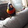 Blue a rejoint le concours — aidez-le/la à gagner de superbes lots ! beak, bird, leg, macaw, parrot