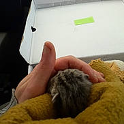 Chance a rejoint le concours — aidez-le/la à gagner de superbes lots ! cat, child, comfort, electronic_device, felidae, finger, fur, gesture, hand, leg, nap, sleep, small_to_medium_sized_cats, technology