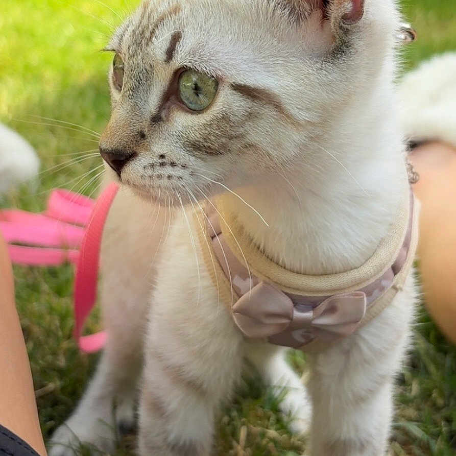 Aiyanna a rejoint le concours — aidez-le/la à gagner de superbes lots ! animal, bow, cat, close_up, curious, cute, domestic_cat, ears, feline, fur, grass, green_eyes, harness, kitten, nature, outdoor, pet, standing, whiskers, young_cat