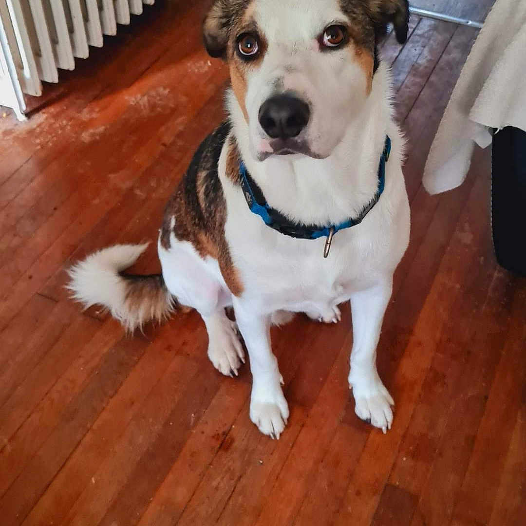 Bandit