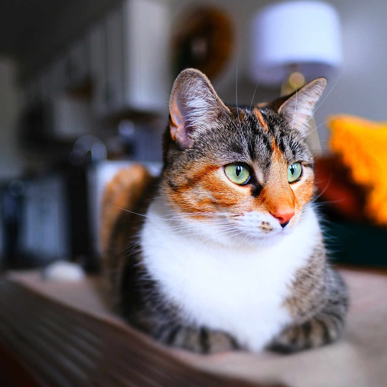 Chicken Parm is registered to the contest to win money with this photo: abyssinian, animal, cat, couch, furniture, hardwood, indoors, kitten, manx, pet, plywood, shelf, siamese, wood